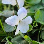 Viola alba Fiore