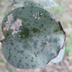 Cordia africana Blad