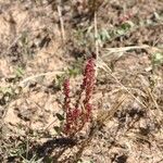 Rumex bucephalophorus Flower