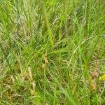 Carex pilulifera പുഷ്പം