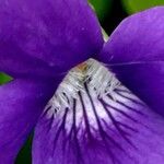 Viola riviniana Máis