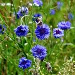 Centaurea cyanus Habitus