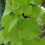 Dioscorea elephantipes Fuelha