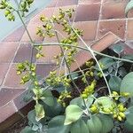 Kalanchoe orgyalis 整株植物