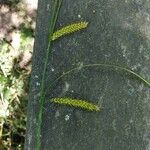 Carex vesicaria Leaf