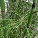 Equisetum myriochaetum Bark