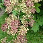 Aralia californicaFlower