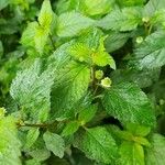 Phyla scaberrima Hoja