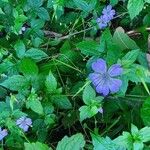 Geranium nodosumFlower