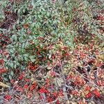 Cotoneaster salicifolius Levél