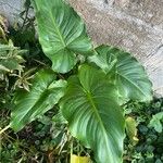 Zantedeschia aethiopica Blatt