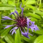 Centaurea triumfettii Blomma