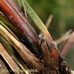 Carex hispida Kéreg