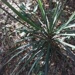 Yucca flaccida Leaf