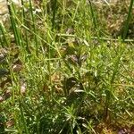 Galium palustre অভ্যাস