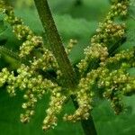 Urtica dioica Flower