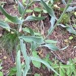 Centaurea uniflora Leaf