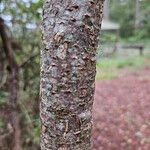 Rhus copallinum Bark