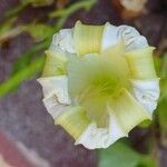 Ipomoea alba Цветок