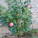 Rosa spp. आदत