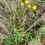 Potentilla inclinata Συνήθη χαρακτηριστικά