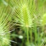 Hordeum marinum 花