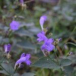 Strobilanthes bracteata 整株植物