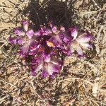 Cistanche violacea Flower