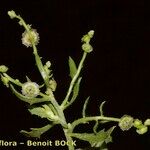 Dysphania atriplicifolia Прочее