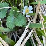 Potentilla sterilis Frunză