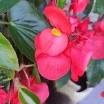 Begonia coccinea 花