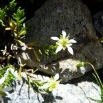 Moehringia ciliata Other