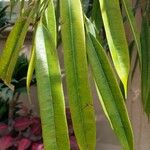 Ficus binnendykii Leaf