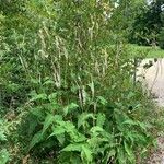 Persicaria amplexicaulis Leaf