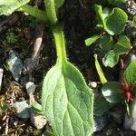 Doronicum grandiflorum Habit