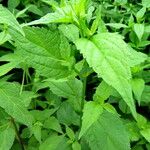 Ageratina altissima Leaf