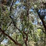 Eucalyptus polyanthemos Hàbitat