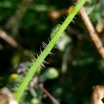 Papaver croceum Casca