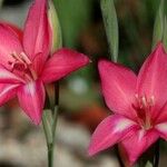 Gladiolus carmineus Flor