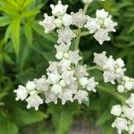 Parthenium integrifolium Flower