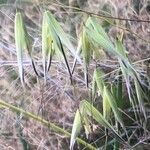 Avena barbata Fruit