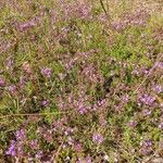 Thymus serpyllumFlower