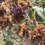 Vernonia fasciculata Flor