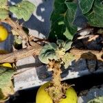 Solanum incanum 樹皮