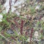 Tragus racemosus Flower