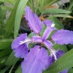 Iris tectorum Λουλούδι