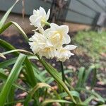 Narcissus spp.Blüte