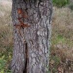 Quercus robur Kůra