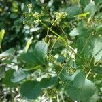 Cotinus coggygriaKwiat