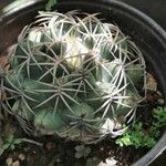 Echinocactus texensis 葉